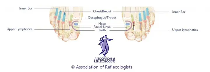 Dorsal reflexology foot map
