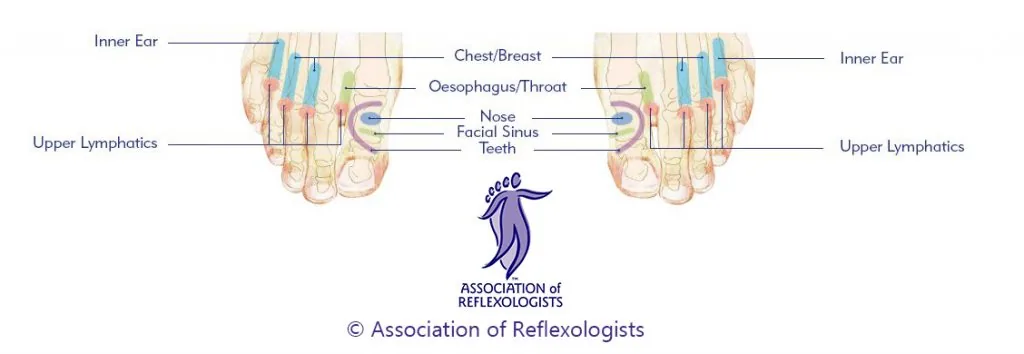 Dorsal reflexology foot map