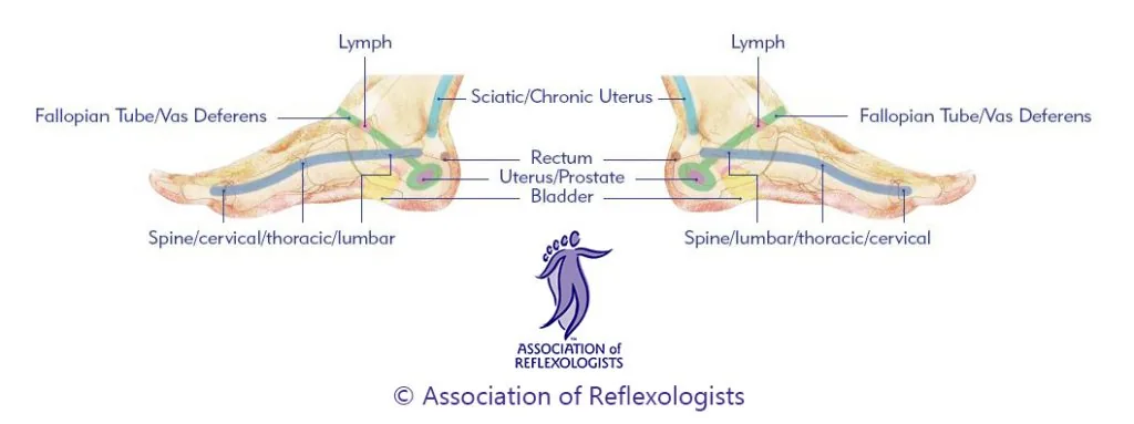 Medial reflexology foot map