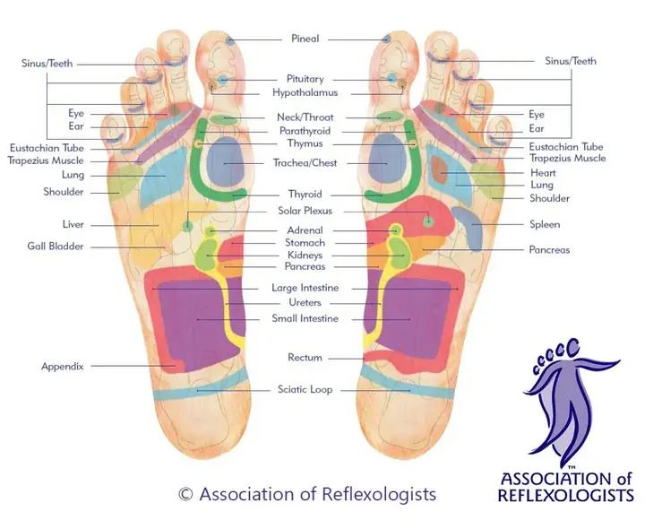 Plantar reflexology foot map