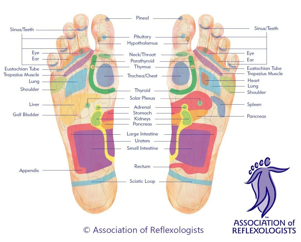 Plantar reflexology foot map