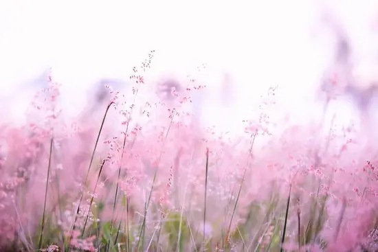 A bunch of flowers