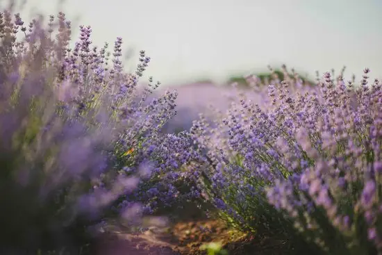 A bunch of flowers