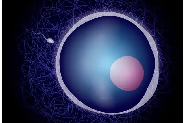 Illustration of sperm and an egg